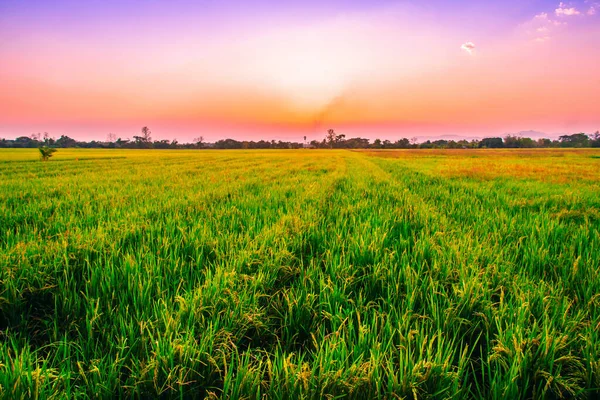 Αγροτικός Αγρός Ρυζιού Στο Ηλιοβασίλεμα — Φωτογραφία Αρχείου