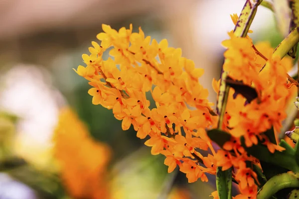 Ascocentrum Miniatum Orchid Summer — Stock Photo, Image