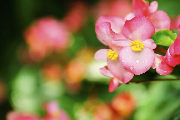 Close Begonia Flower Summer — Stock Photo, Image