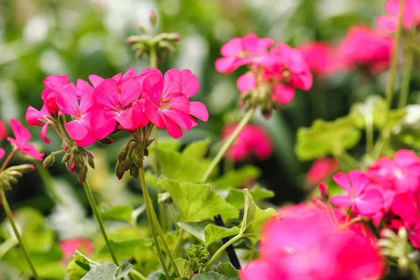 Розовый Цветок Герань Саду Летом — стоковое фото