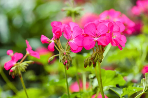 Рожева Квітка Герані Саду Влітку — стокове фото