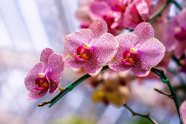 Růžová Orchidej Květina Slunečním Světlem Zahradě — Stock fotografie