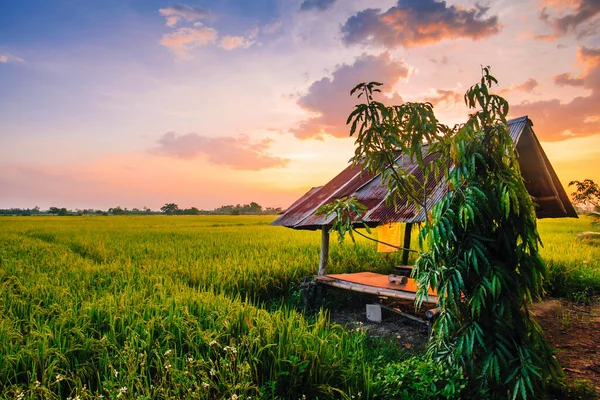 Pirinç tarlası ve güneş batımı.
