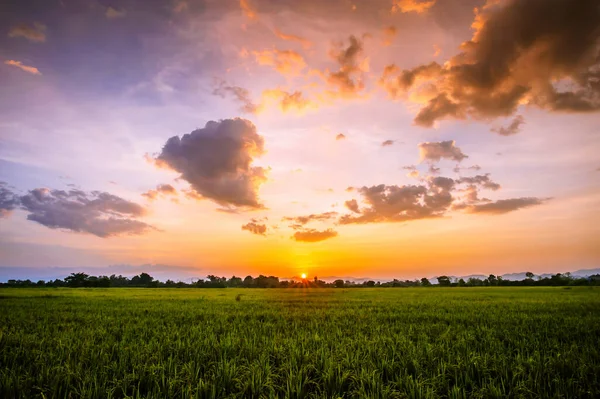 田んぼと夕日の風景 — ストック写真