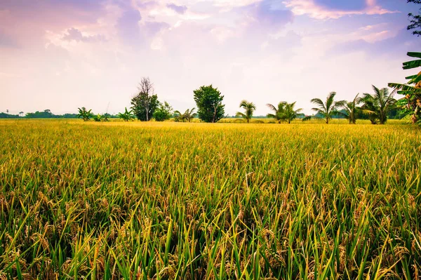Pirinç tarlası ve güneş batımı.