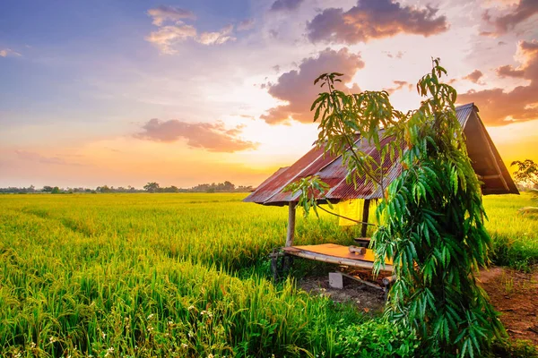 Pirinç tarlası ve güneş batımı.