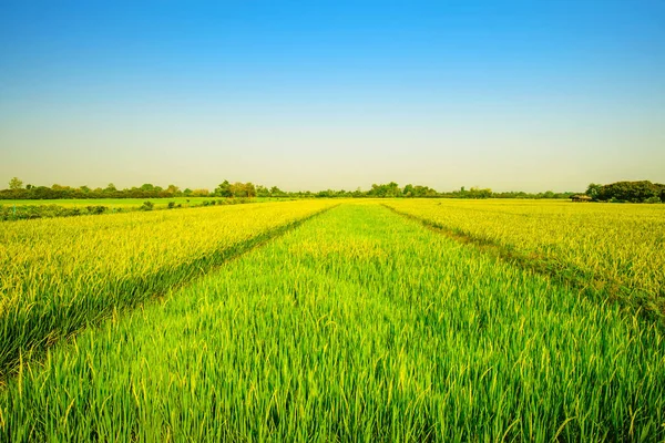 Landscape Rice Fields Filled Rice Rural — Stock Photo, Image