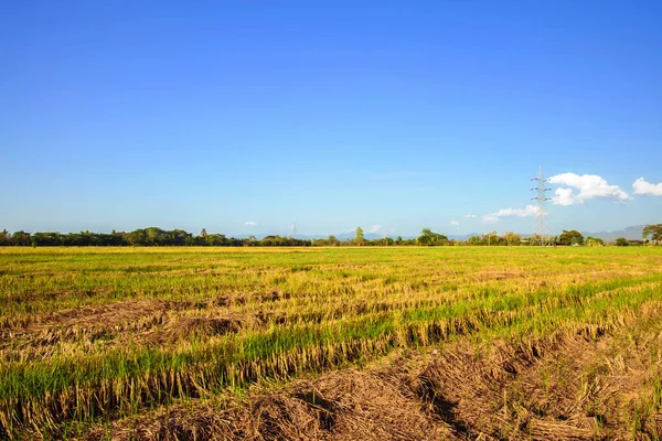 Landschaft Aus Reisstoppeln Nach Der Ernte — Stockfoto