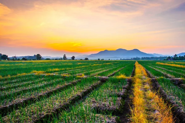 Gün batımında kırsalda soğan çiftliği