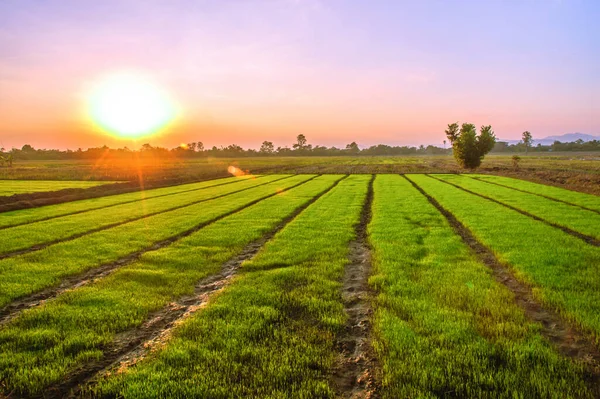 Brote Arroz Joven Listo Para Crecer Campo Arroz —  Fotos de Stock