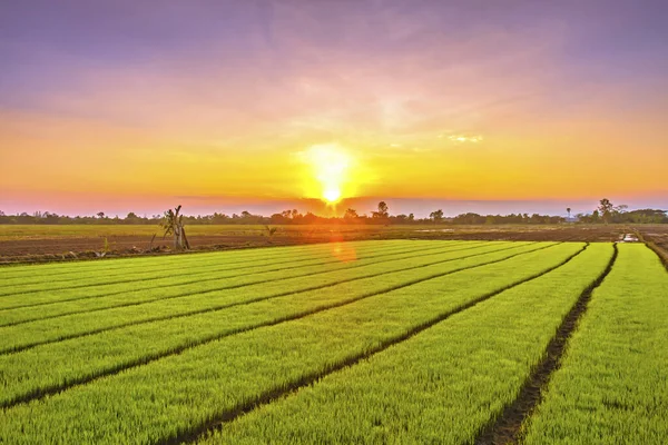 Junge Reispflanzen Bereit Für Den Anbau Reisfeld — Stockfoto
