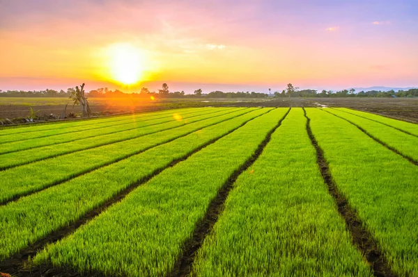Junge Reispflanzen Bereit Für Den Anbau Reisfeld — Stockfoto
