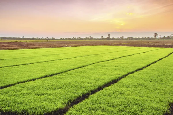 Pirinç filizleri pirinç tarlasında yetişmeye hazır.