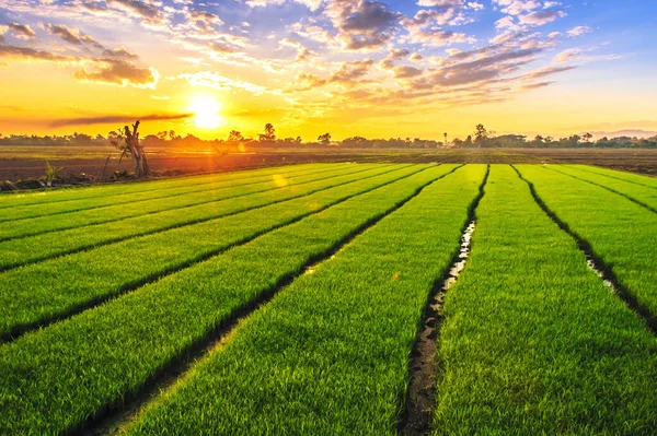 Junge Reispflanzen Bereit Für Den Anbau Reisfeld — Stockfoto