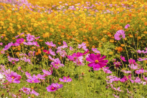 Cosmos Flores Que Florecen Mañana —  Fotos de Stock