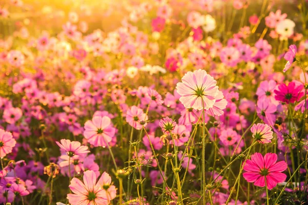 Cosmos Flowers Blooming Morning — Stock Photo, Image