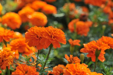 Kadife çiçekleri (Tagetes erecta, Meksika kadife çiçeği, Aztek kadife çiçeği, Afrika kadife çiçeği))