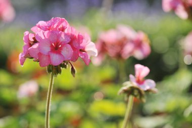 Sabahleyin bir grup sardunya çiçeği.