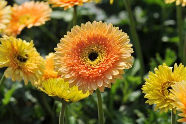 Gerbera Çiçeği Sabah