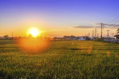 Gün batımına karşı mısır tarlası