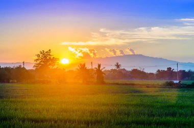 Gün batımına karşı mısır tarlası