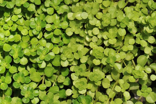 Green Background Leaves — Stock Photo, Image