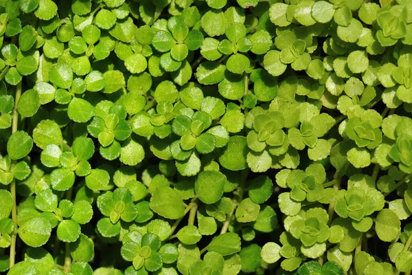 Green Background Leaves — Stock Photo, Image