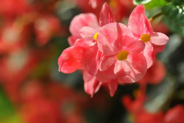 Close Begonia Flower Garden — Stock Photo, Image