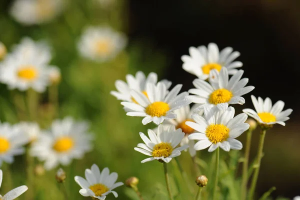 Camomilas Natureza — Fotografia de Stock