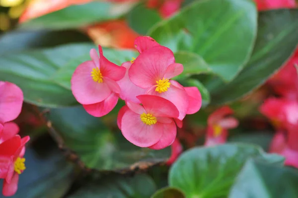 Close Begonia Flower Garden — Stock Photo, Image