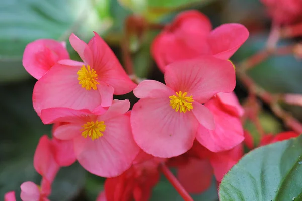Close Begonia Flower Garden — Stock Photo, Image