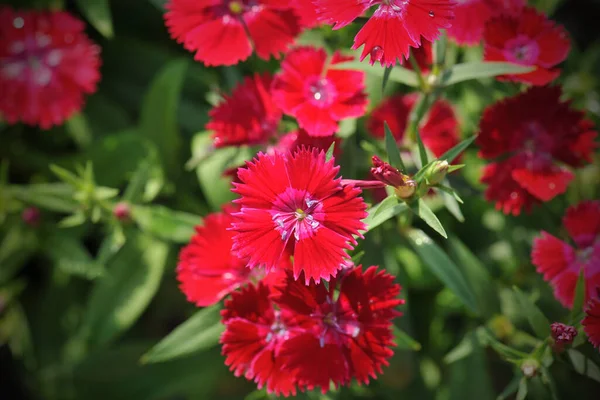 Blumenbeet Von Dianthus Barbatus Sweet William — Stockfoto