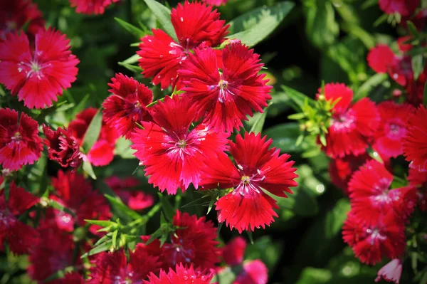 Blumenbeet Von Dianthus Barbatus Sweet William — Stockfoto