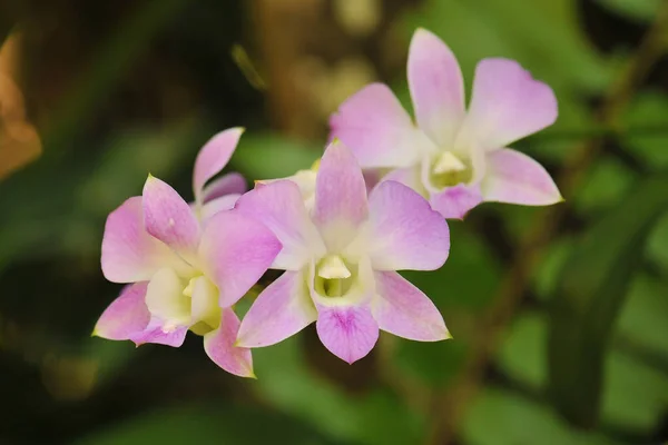Fiori Orchidea Bellissimi Fiori Orchidea — Foto Stock
