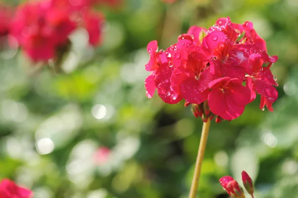 Grono Kwiatów Geranium Rano — Zdjęcie stockowe