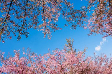 Himalaya kiraz çiçeklerinin güzelliği, arka plan olarak mavi gökyüzüne karşı çiçek açar..