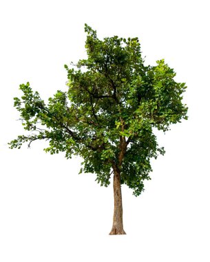 kırpma yolu ile beyaz arka plan üzerinde izole tek ağaç