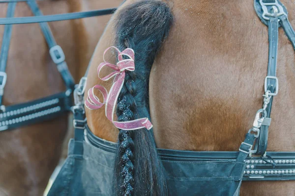 Two brown Carriage Horses pink ribbons on black tails — Stock Photo, Image