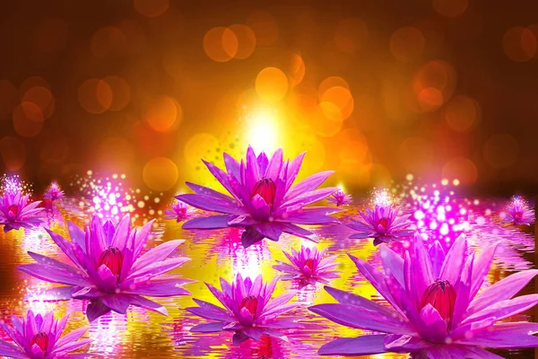 La flor de loto representa el símbolo del budismo y puede ser nosotros —  Fotos de Stock