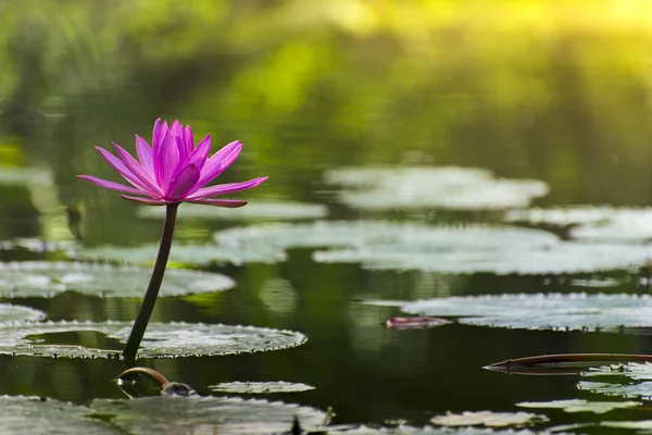 A beautiful pink lotus flower or lotus flower in the pool — Stock Photo, Image