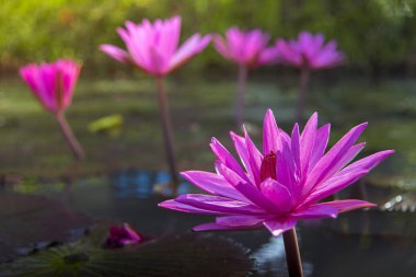 Havuzda güzel bir pembe lotus çiçek veya lotus çiçek