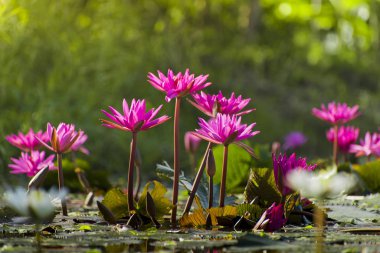 Havuzda güzel bir pembe lotus çiçek veya lotus çiçek