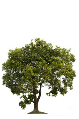 Yeşil ağaç, güzel beyaz fon