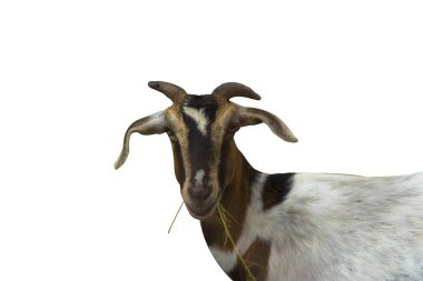 Beyaz bacak rengi bir illüstrasyon olarak kullanılır.