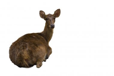 Uzun kahverengi saçlı beyaz arka plan.