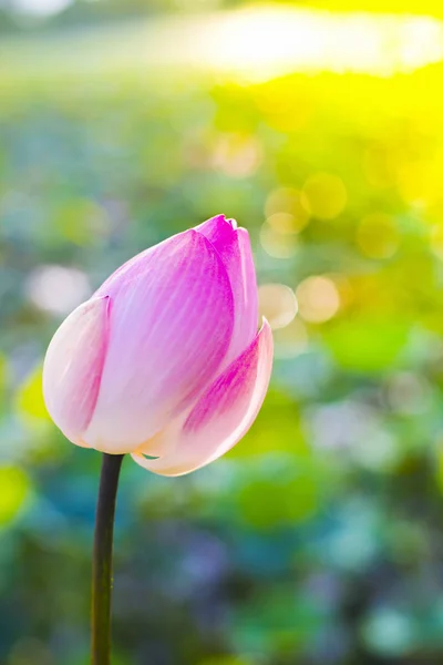 Loto es una flor de loto con flores de color rosa y bokeh . —  Fotos de Stock