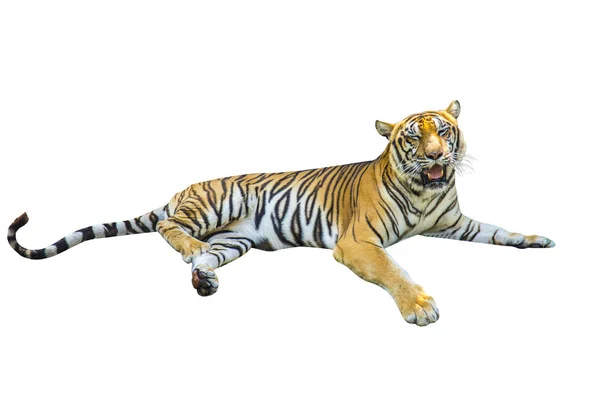 白い背景の虎の写真は、異なる動詞を持っています. — ストック写真