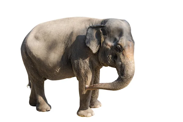Le immagini di elefanti su diversi colori hanno verbi diversi . — Foto Stock