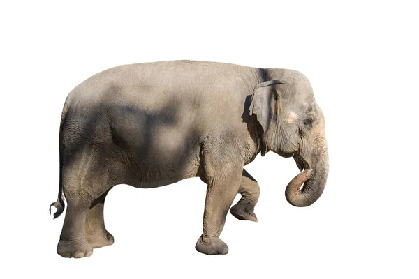 Images d'éléphants sur différentes couleurs ont des verbes différents . — Photo