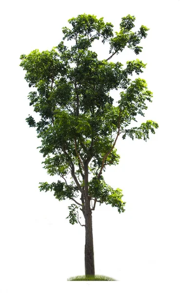 Árvore verde, belo cenário branco — Fotografia de Stock